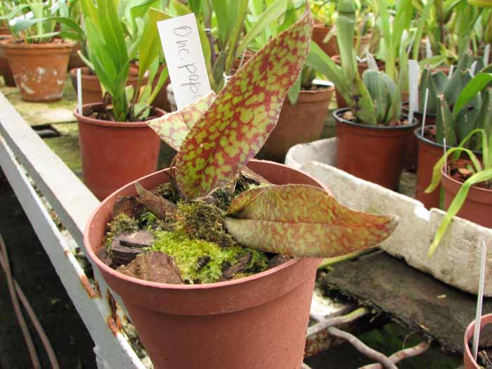 Psychopsis Butterfly (sanderae x papilio).jpg