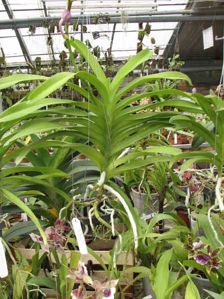 Vanda Sansai Blue.jpg