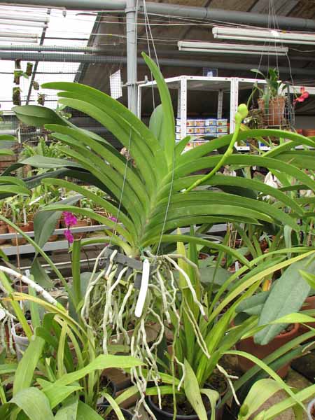 Vanda Robert Delight 'Dark Red'.jpg