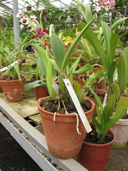 Laelia anceps guerrero x Laelia sincorana.jpg