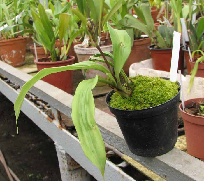 Acacallis cyanea x Paradisanthus micranthus.jpg