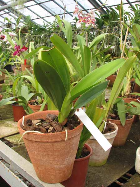 Laelia anceps guerrero x Laelia rubescens.jpg