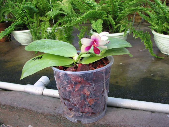 Phalaenopsis violacea 'ORCHIS-01'.jpg
