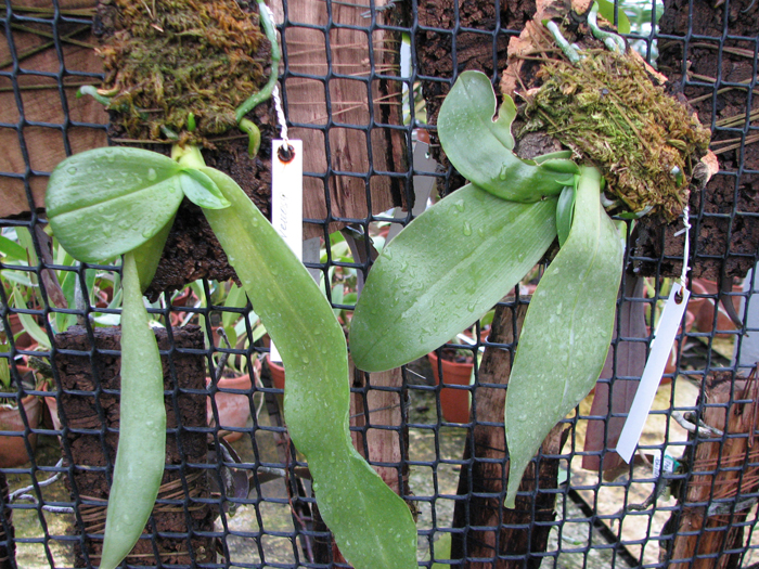 Phal Jade Gold.jpg