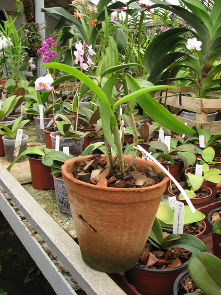 Cattleya forbesii.jpg
