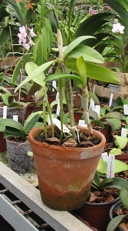 Cattleya forbesii var aurea.jpg