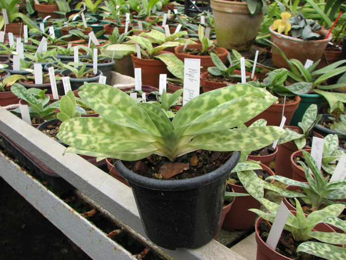 Paphiopedilum purpuratum.jpg