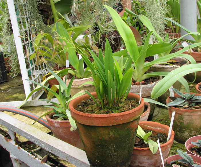 Pleurothallis flexuosa harry.jpg