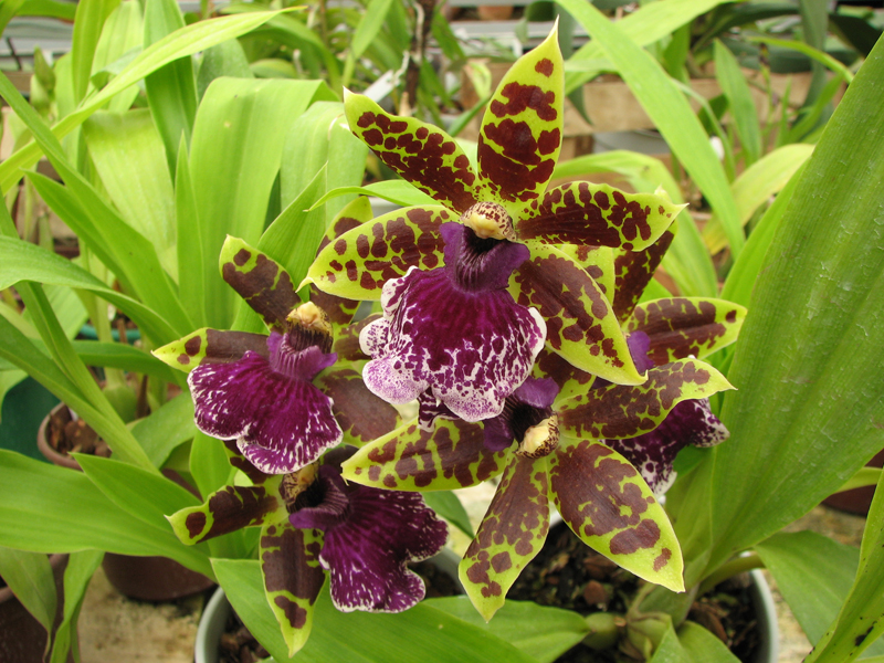 Zygopetalum hybrid 'Green'.jpg