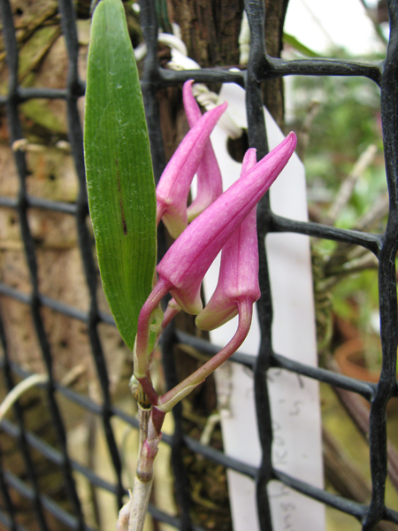 Орхидея Dendrobium moniliforme Akabana фото.jpg