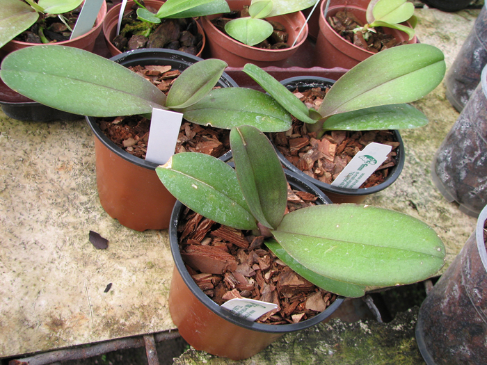 Doritaenopsis Lius Sakura BS.jpg