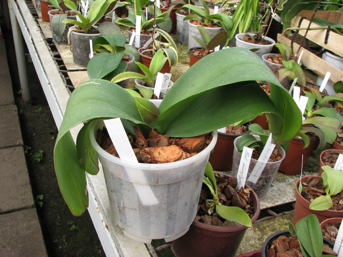 Doritaenopsis Chian Xen Pearl x Lianher Glory.jpg