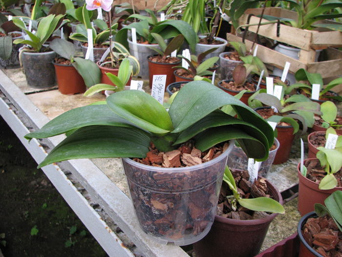 Doritaenopsis Meidar Prince 'Prince of Leopard'.jpg