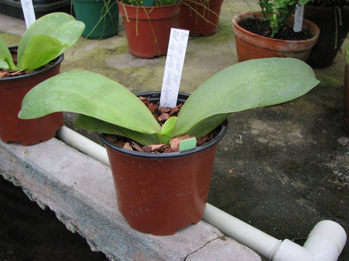 Doritaenopsis Sogo Sweet 'Sogo' x Phalaenopsis Joy Spring Canary 'Japan Peach'.jpg