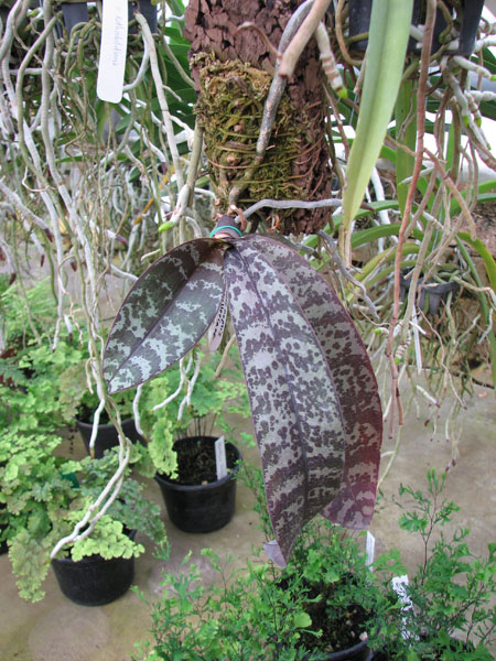 Phalaenopsis schilleriana.jpg