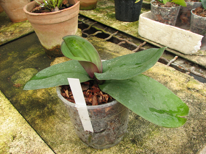 Doritaenopsis Taida Passion Paradise 'Red Rose'.jpg