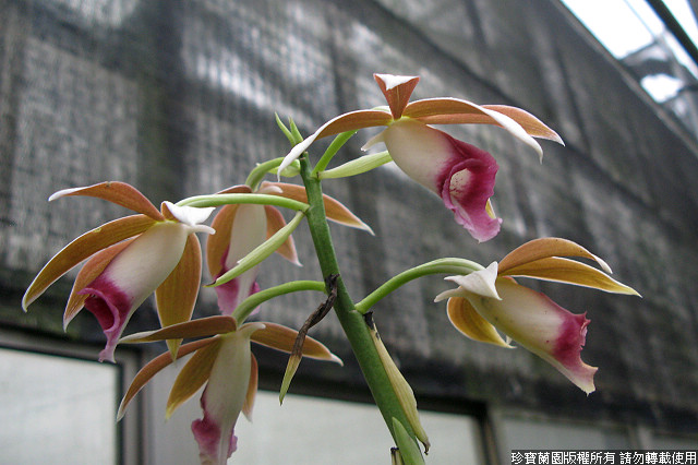 Фото орхидеи Phaius tankervilleae