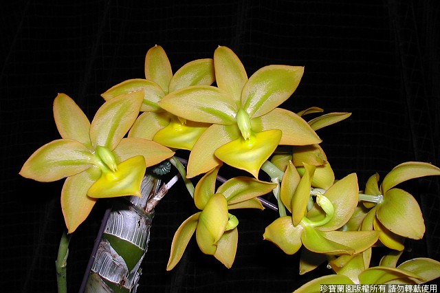 Фото орхидеи Cycnodes Jumbo Puff