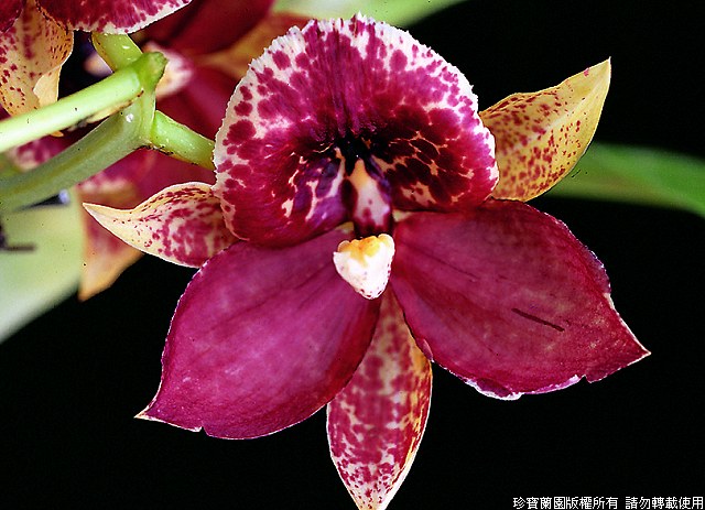 Фото орхидеи Catanoches Jumbo Plaza