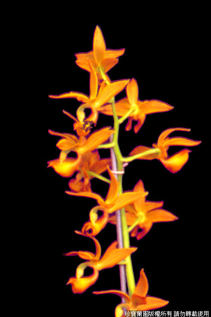 Фото орхидеи Mormodes Jumbo Bagons