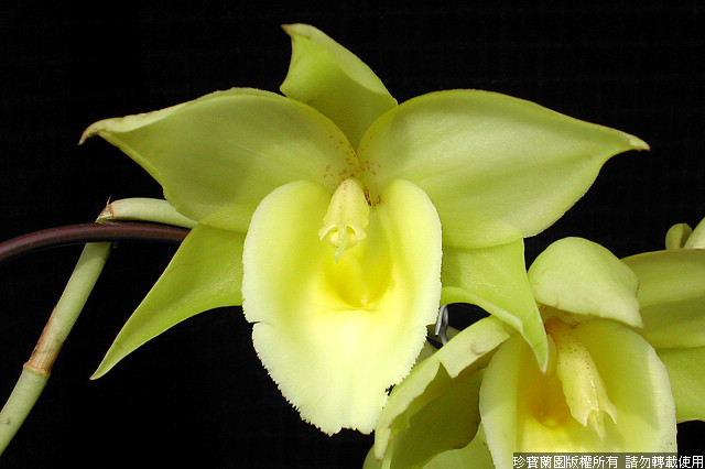 Фото орхидеи Catanoches Jumbo Hela