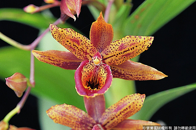Фото орхидеи Cycnandra Jumbo Genie