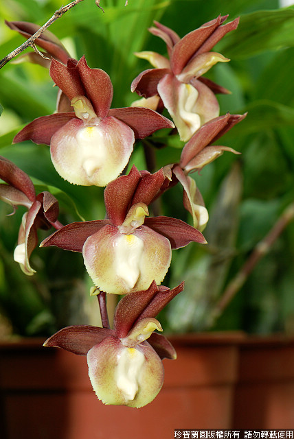 Фото орхидеи Catasetum Jumbo Pearl