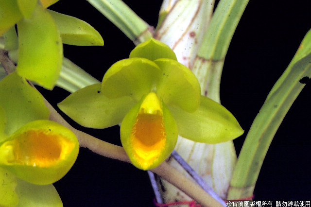 Фото орхидеи Clowesetum Jumbo Polar
