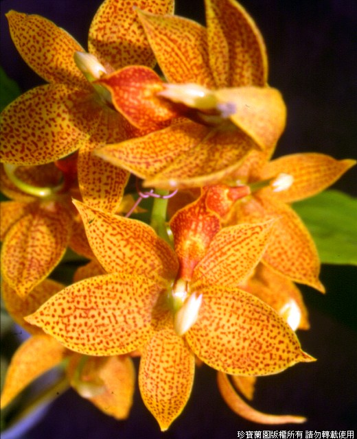 Фото орхидеи Cycnodes Jumbo Empire