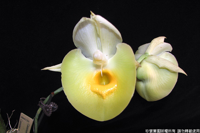 Фото орхидеи Catasetum Jumbo Bound