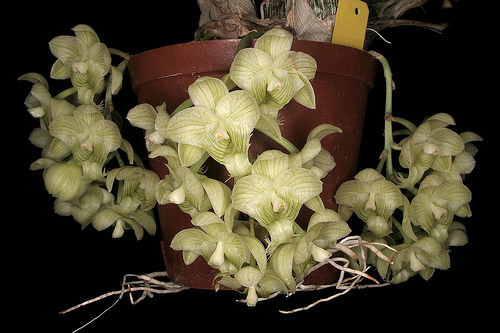 Фото орхидеи Clowesia russelliana 'Telstar'