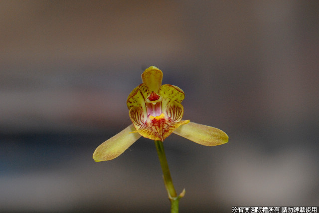 Фото орхидеи Geoclades Jumbo Promise