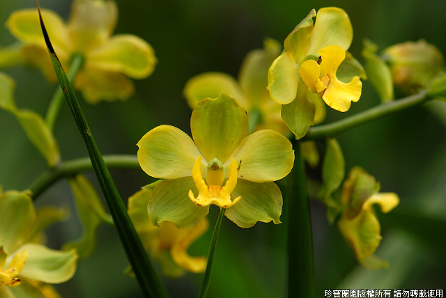 Фото орхидеи Cyrtopodium polyphyllum