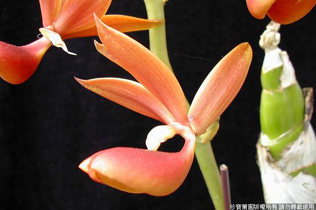 Фото орхидеи Mormodes flavida