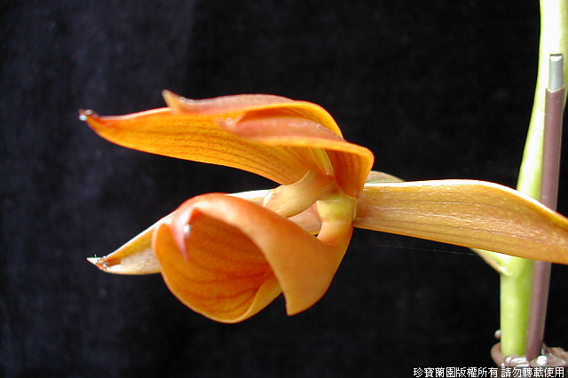Фото орхидеи Mormodes horichii