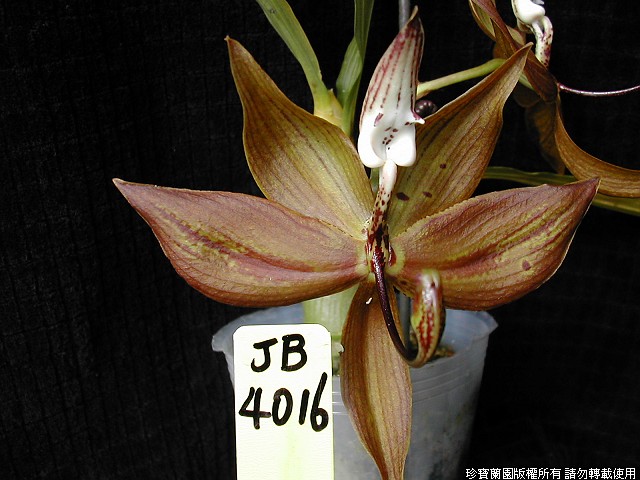 Фото орхидеи Cycnoches Jumbo Coop