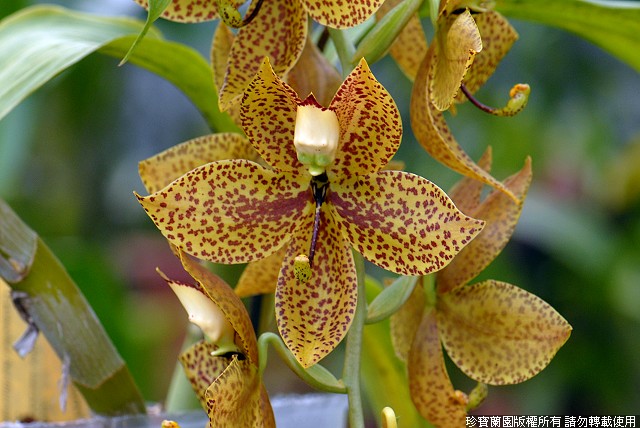 Фото орхидеи Cycnoches Jumbo Legend
