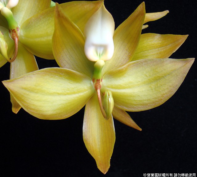 Фото орхидеи Cycnoches Jumbo Cooper