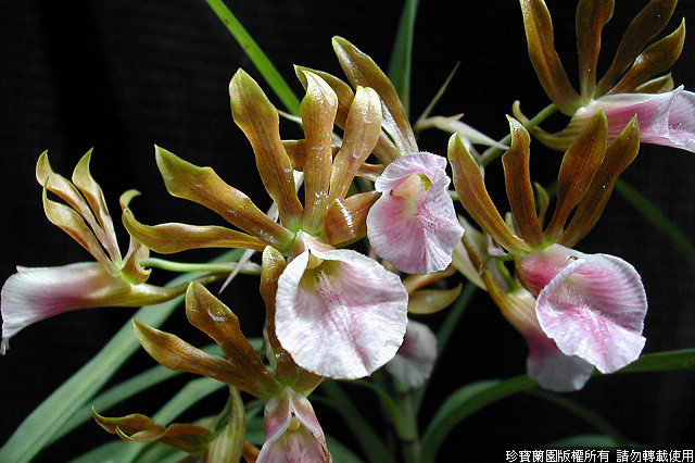 Фото орхидеи Galeandra stageana