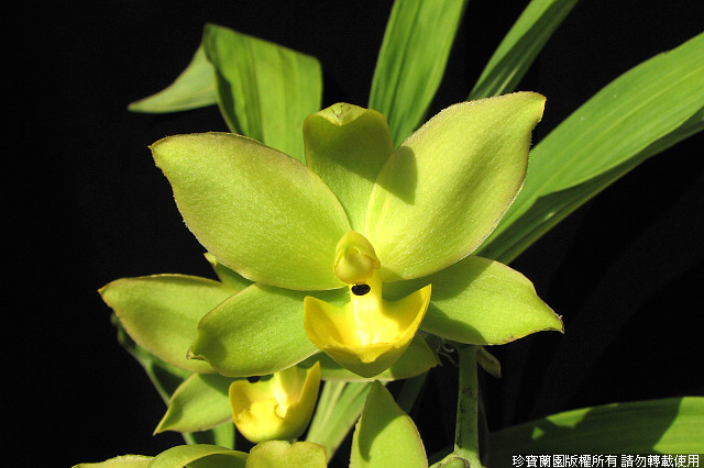 Фото орхидеи Monnierara Jumbo Moffitts