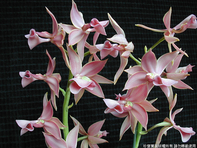 Фото орхидеи Mormodes andreettae