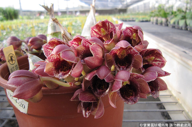 Фото орхидеи Clowesetum Jumbo Circle