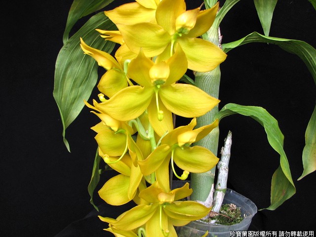 Фото орхидеи Cycnoches Kevin Clarke