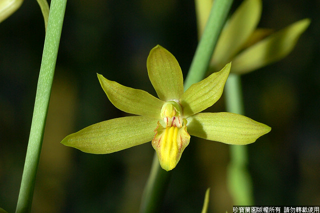 Фото орхидеи Eulosellia Jumbo Nilotica
