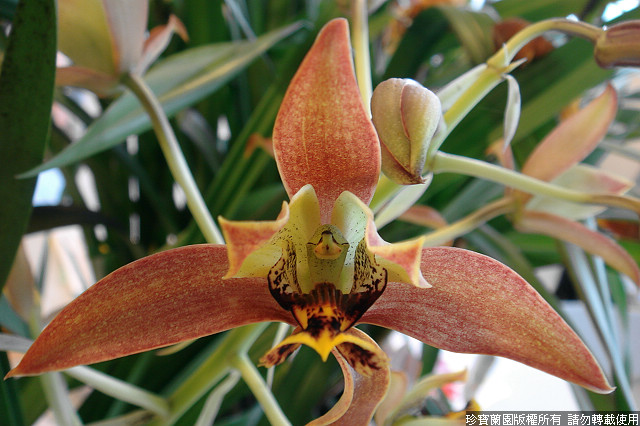 Фото орхидеи Cymbidimangis Jumbo Ellisii