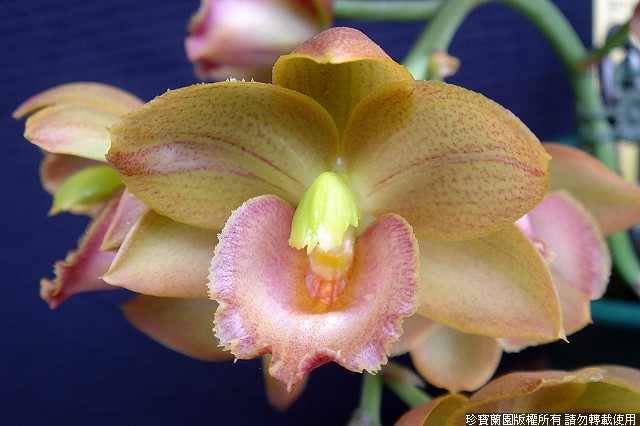 Фото орхидеи Cyclodes Jumbo Freedom