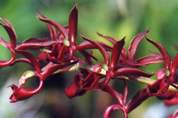 Фото орхидеи Mormodes ignea 'Angle'