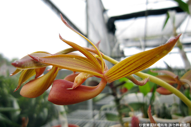 Фото орхидеи Mormodes buccinator 'Lumina'