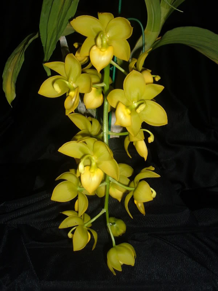 Фото орхидеи Cycnodes Jumbo Diamond