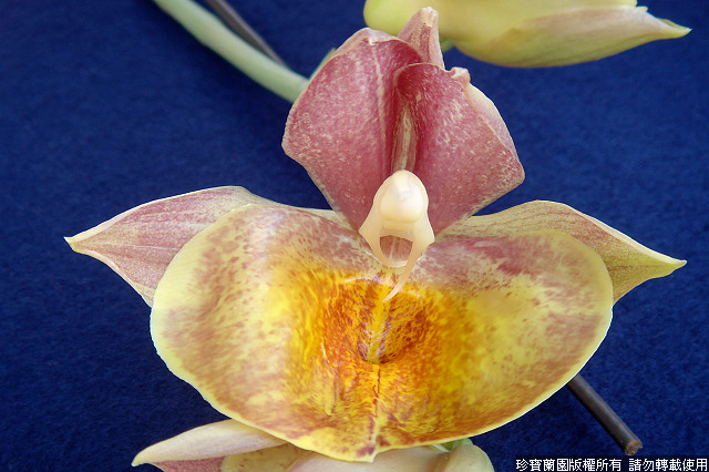 Фото орхидеи Catasetum Orchidglade 'York'
